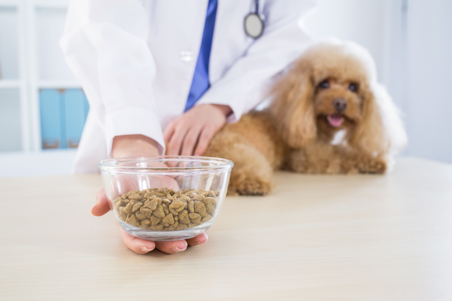 Young veterinarian give dog food in clinic