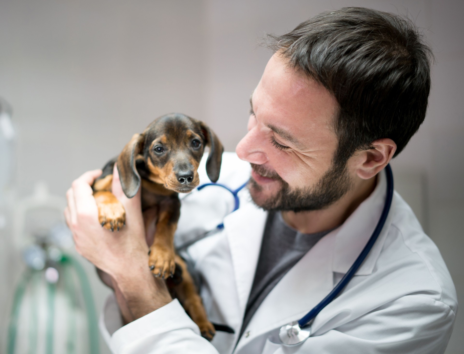 Portrait of a beautiful dachshund in the arms of a happy vet smiling